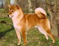 picture of dog
