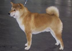 picture of dog