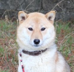picture of dog