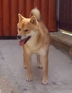 picture of dog