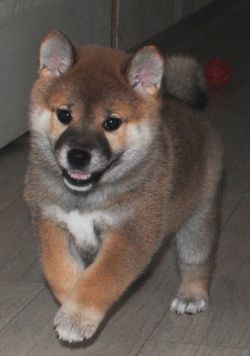 picture of dog