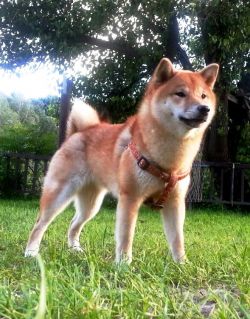 picture of dog