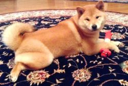 picture of dog