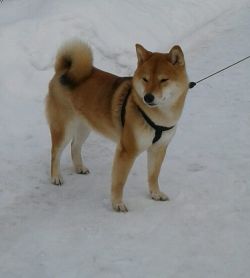 picture of dog