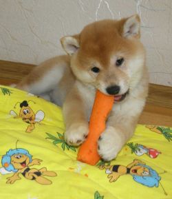 picture of dog