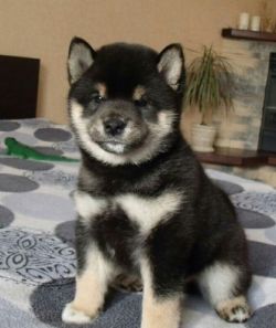 picture of dog