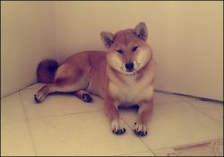 picture of dog
