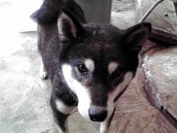 picture of dog