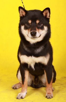 picture of dog