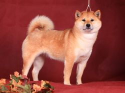 picture of dog