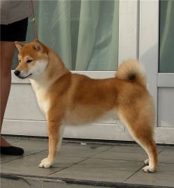 picture of dog