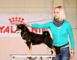 picture of dog