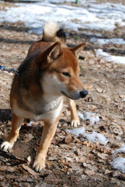 picture of dog