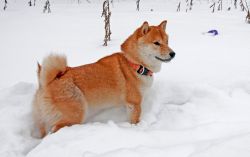 picture of dog