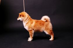 picture of dog