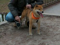 picture of dog