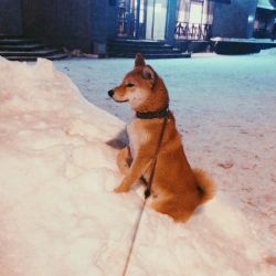 picture of dog