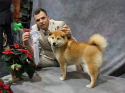 picture of dog