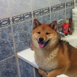 picture of dog