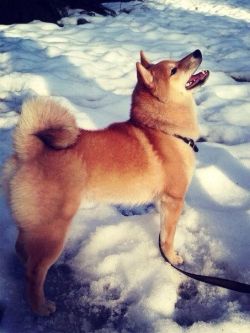 picture of dog