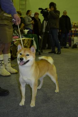 picture of dog