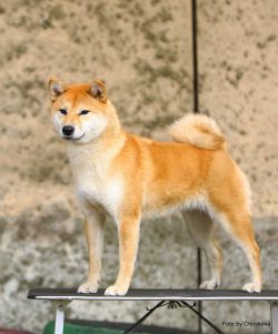 picture of dog