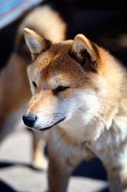 picture of dog