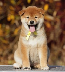 picture of dog