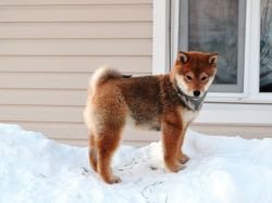 picture of dog