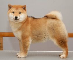 picture of dog