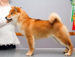 picture of dog