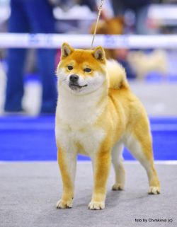 picture of dog