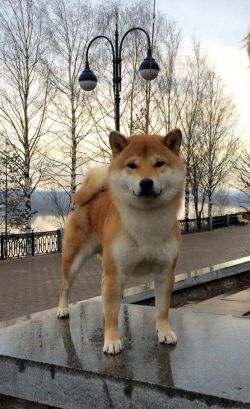 picture of dog