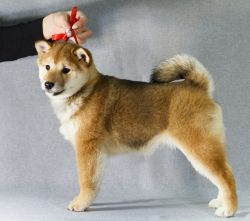 picture of dog
