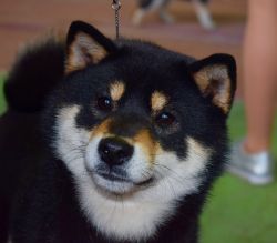 picture of dog