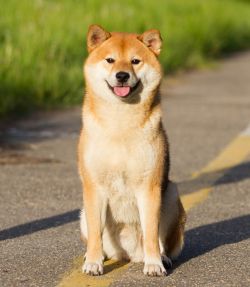picture of dog