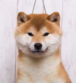 picture of dog