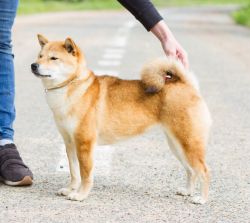 picture of dog