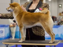 picture of dog
