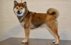 picture of dog