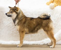 picture of dog