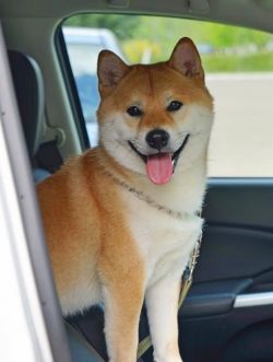 picture of dog