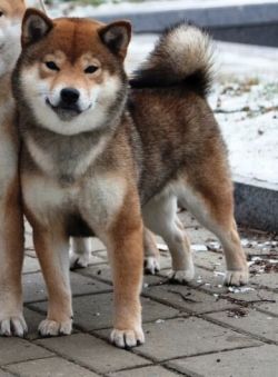 picture of dog
