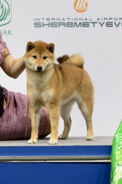 picture of dog