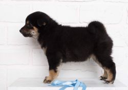 picture of dog