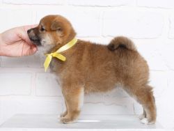 picture of dog