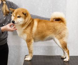 picture of dog