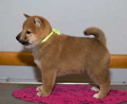 picture of dog