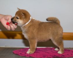 picture of dog