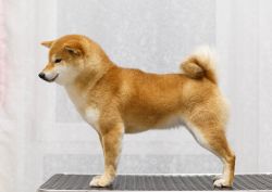 picture of dog